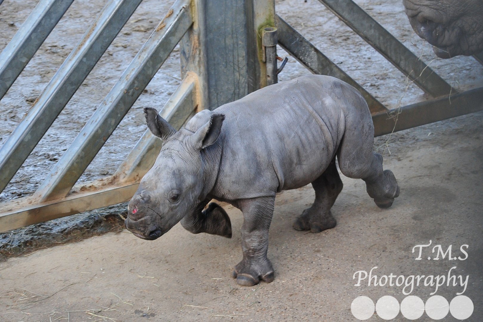 Colchester Zoo Lottie