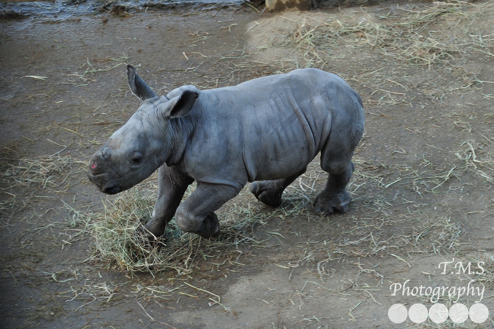 Colchester Zoo Lottie