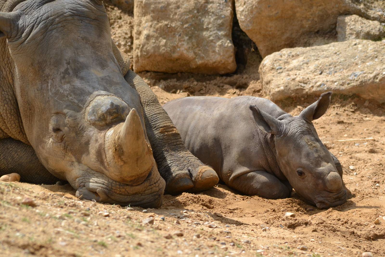 Colchester Zoo Mabaso