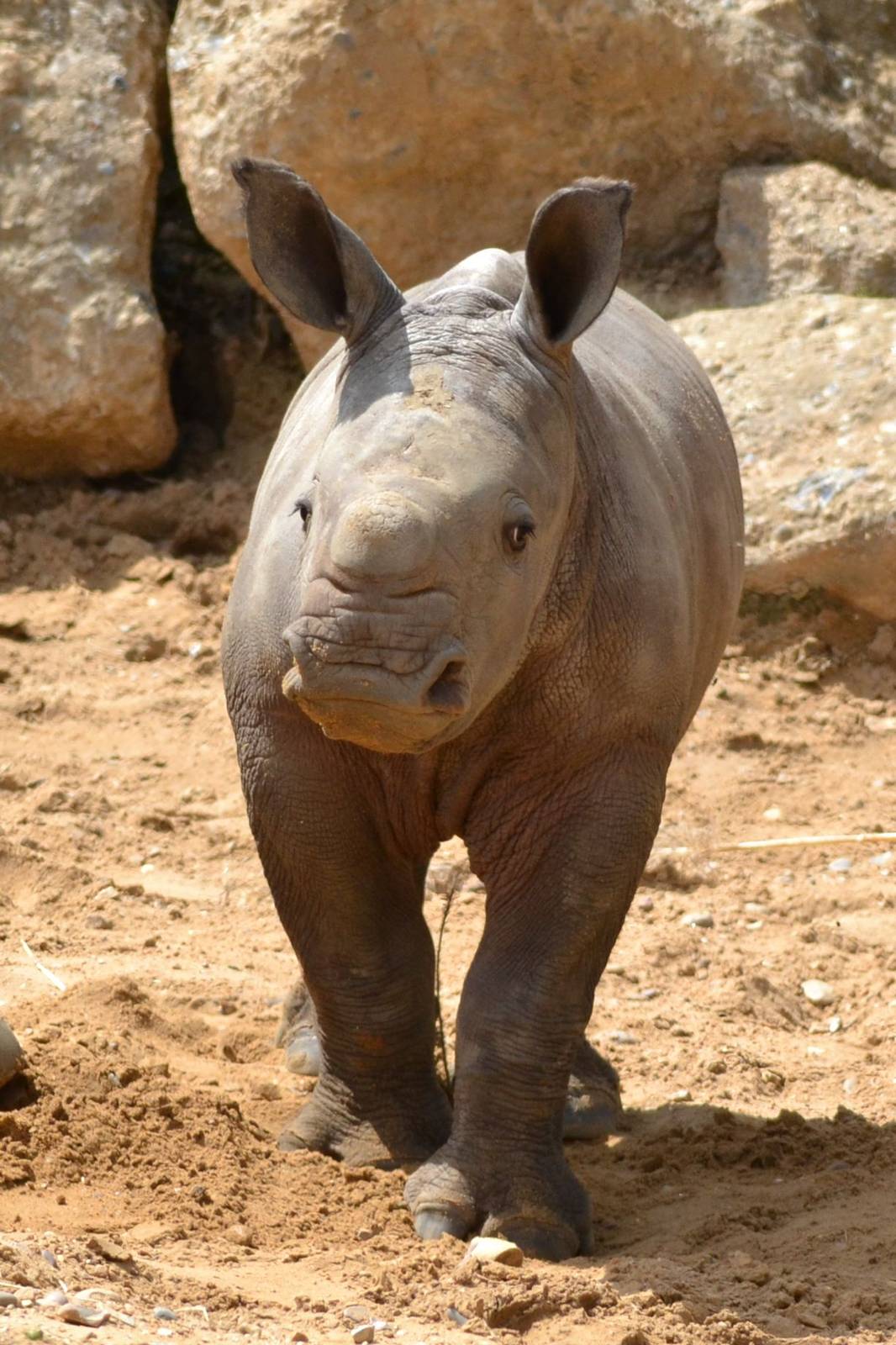Colchester Zoo Mabaso