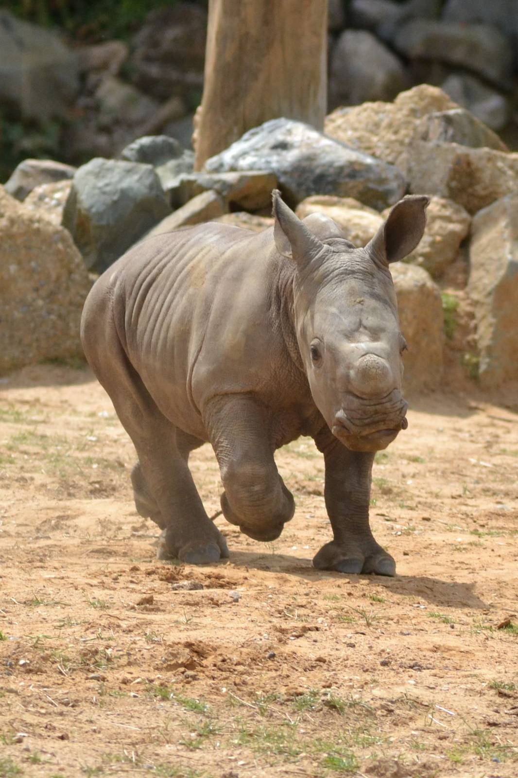 Colchester Zoo Mabaso