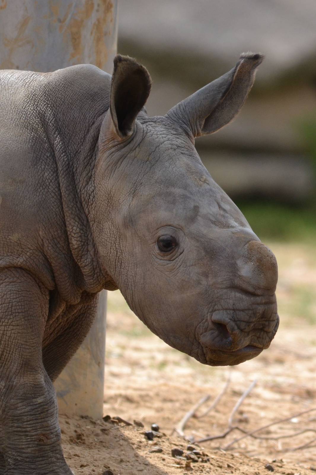 Colchester Zoo Mabaso