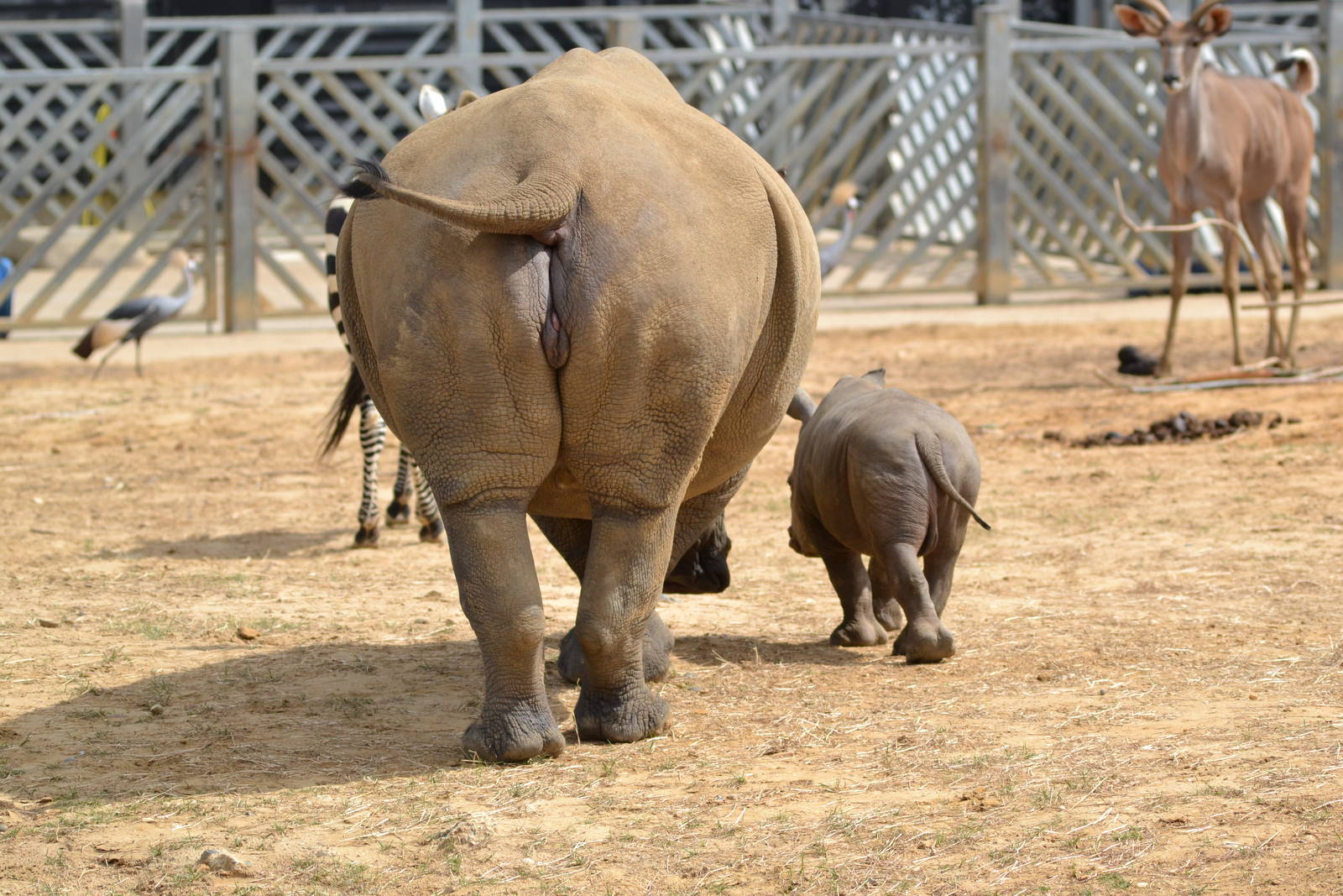 Colchester Zoo Mabaso
