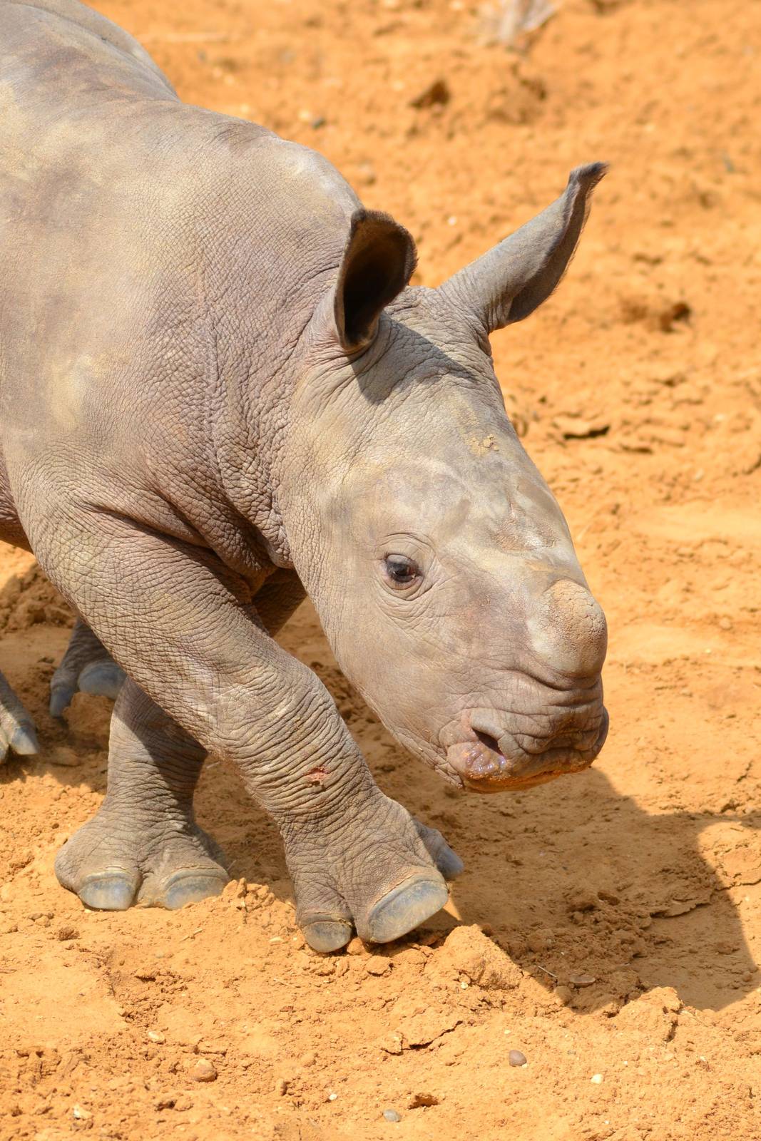 Colchester Zoo Mabaso
