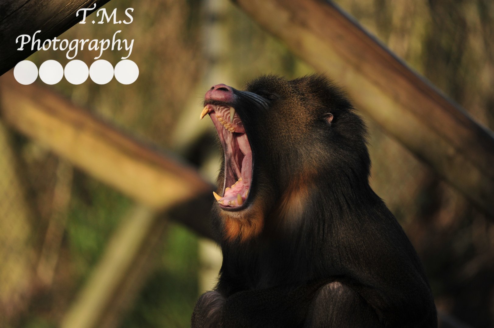 Colchester Zoo Mandrill