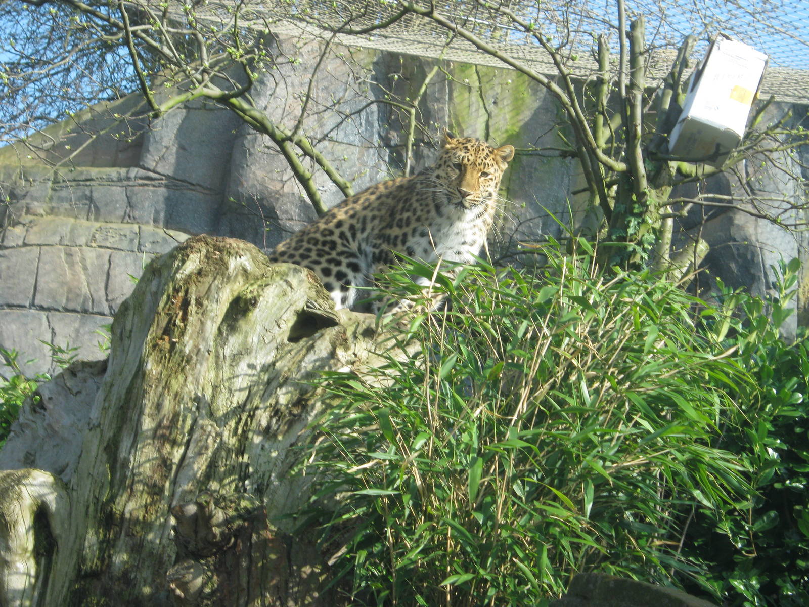 Colchester Zoo March 2012 - Amur Leopard