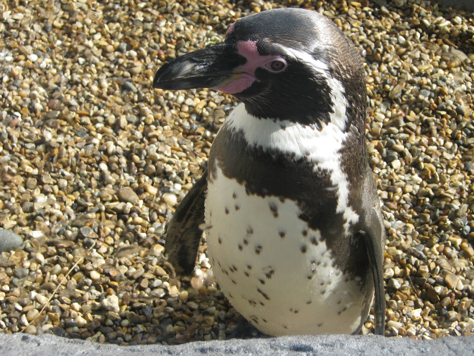 Colchester Zoo March 2012 - Humboldt Penguin
