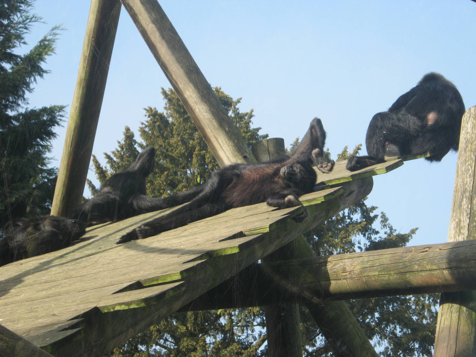 Colchester Zoo March 2012 - Laziness!