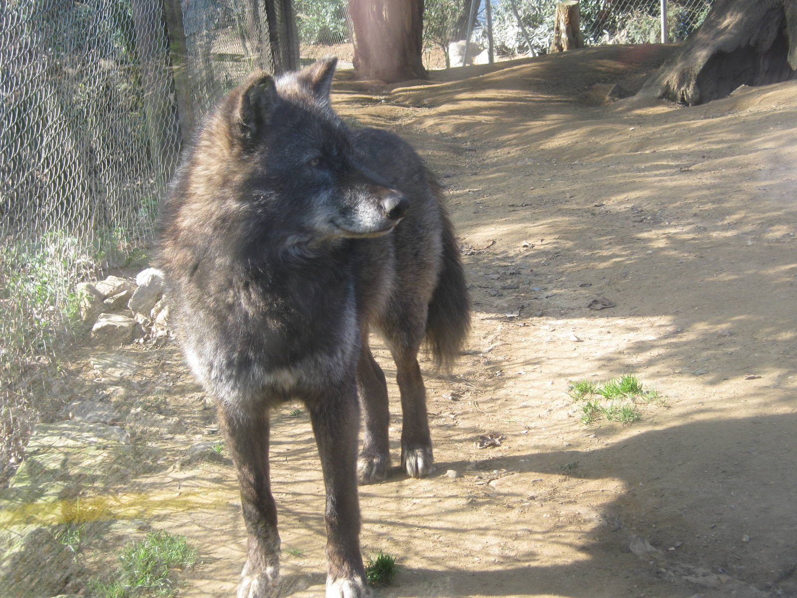 Colchester Zoo March 2012 - Timberwolf