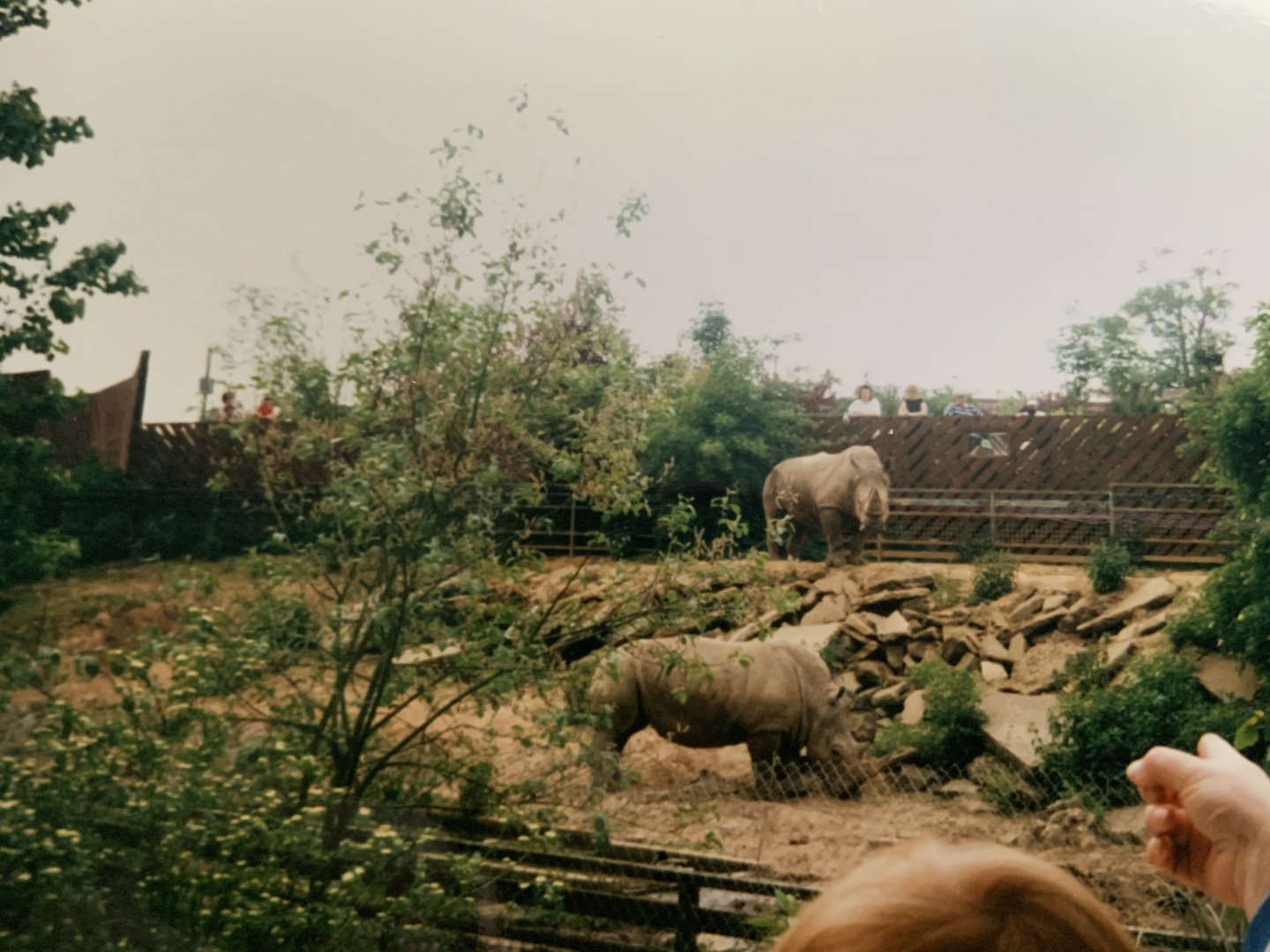 Colchester Zoo Rhino’s 1993