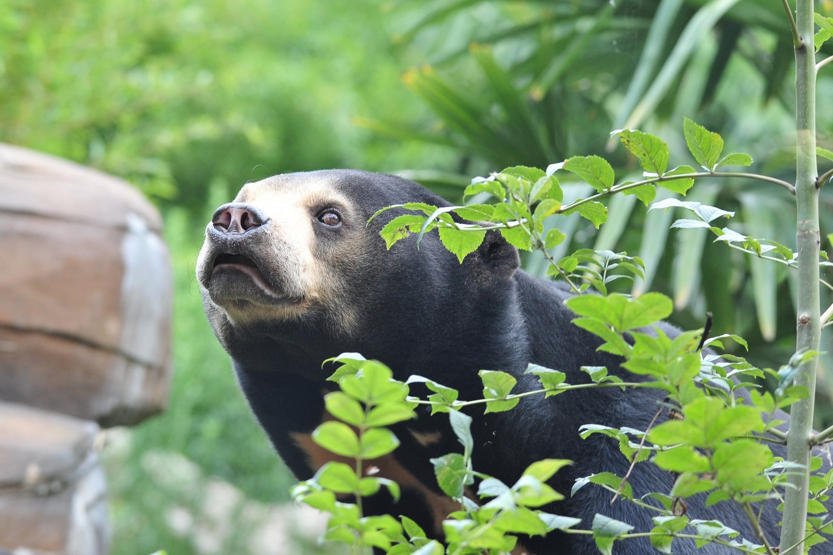 Colchester Zoo Sun Bear