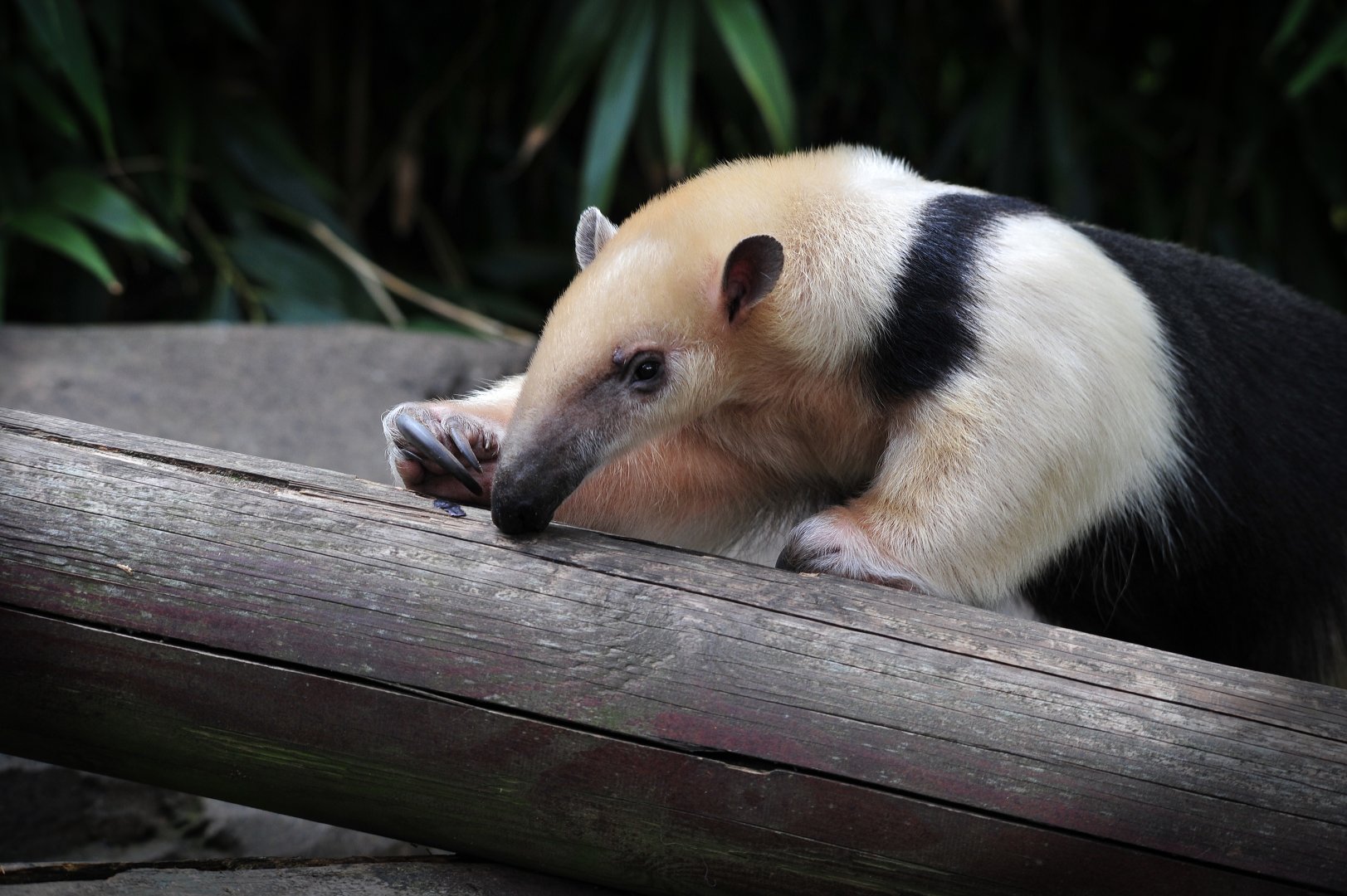 Colchester Zoo Tamandua