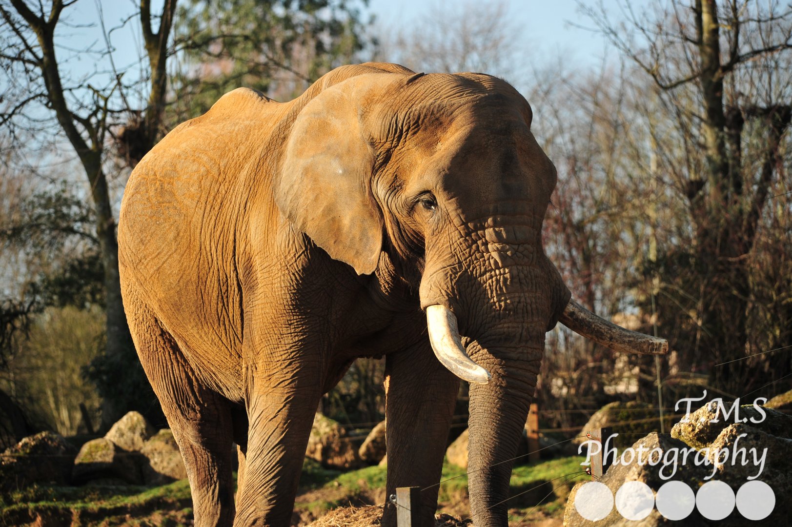 Colchester Zoo Tembo