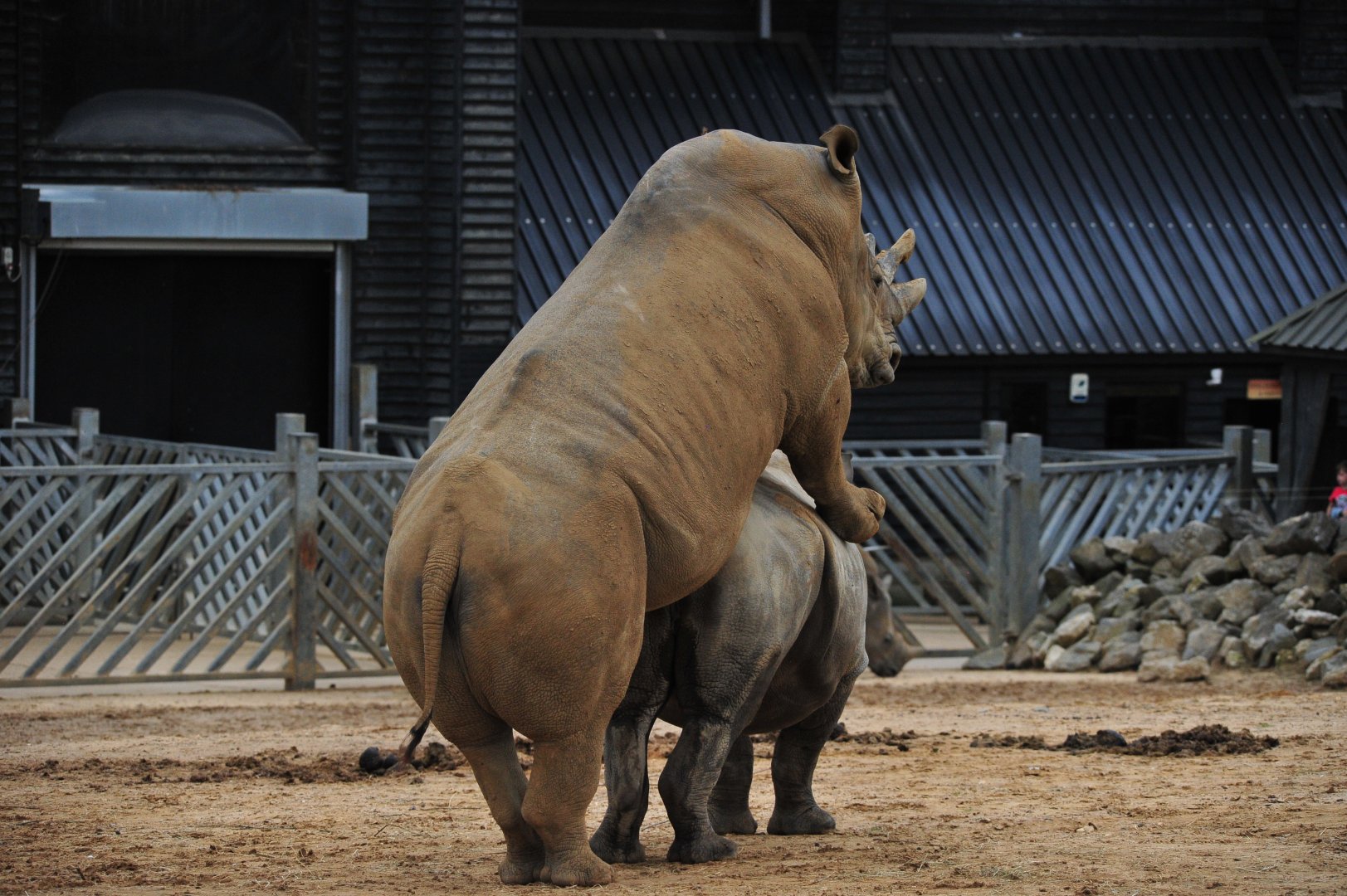Colchester Zoo White Rhino Mating