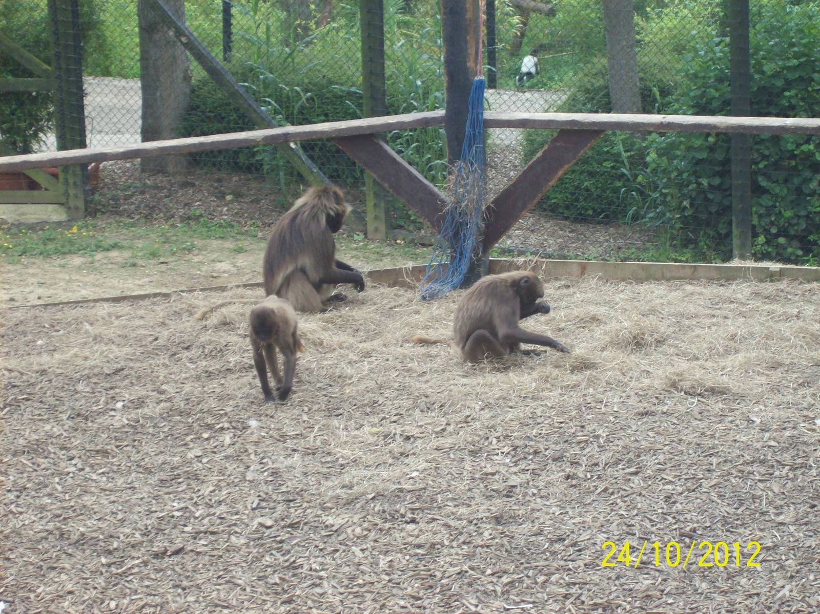 Colchester zoo