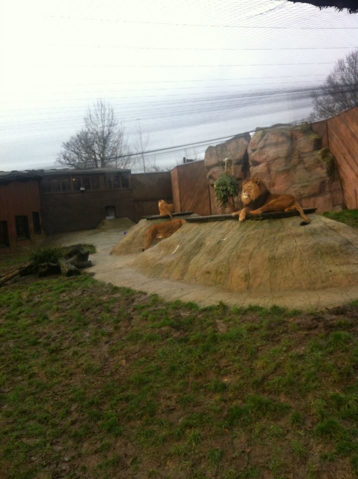 Colchester Zoo