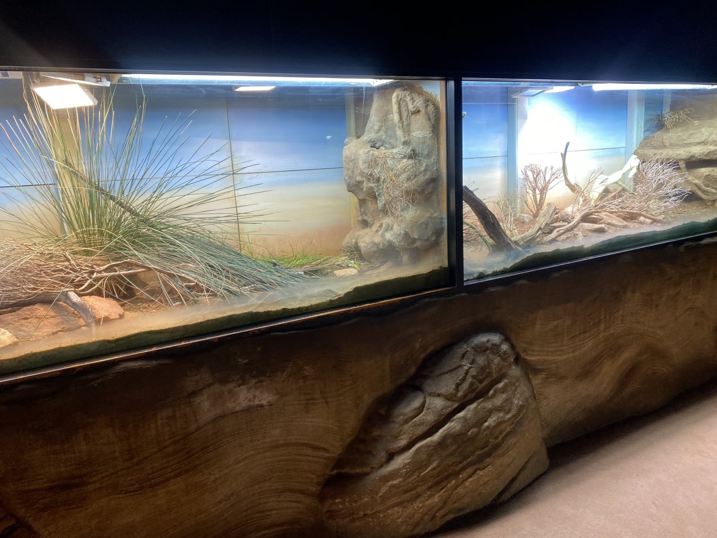 Cold Blooded Corner 150725