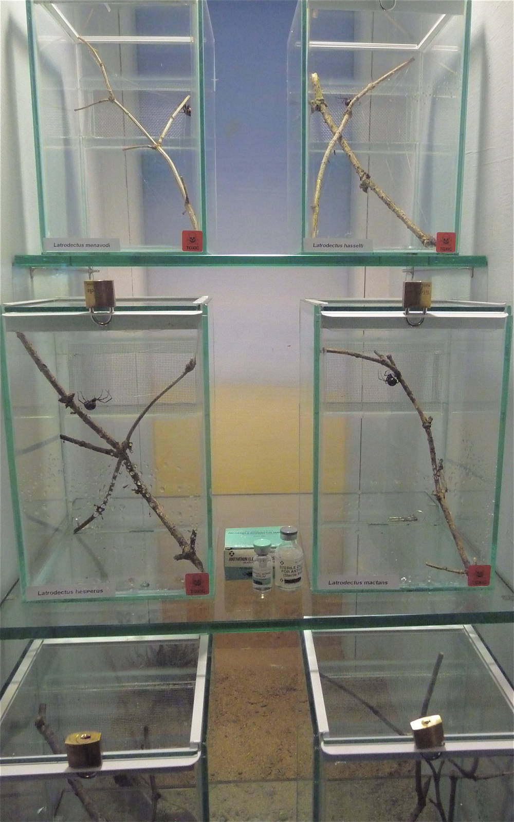 Cold Blooded Corner - Black Widow Vivariums