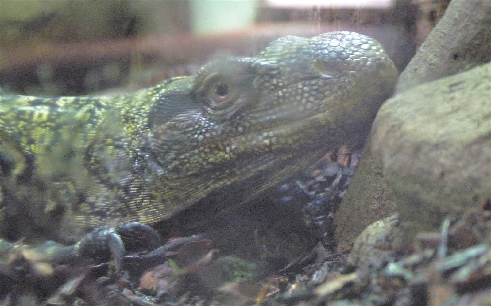 Cold Blooded Corner - Crocodile Monitor