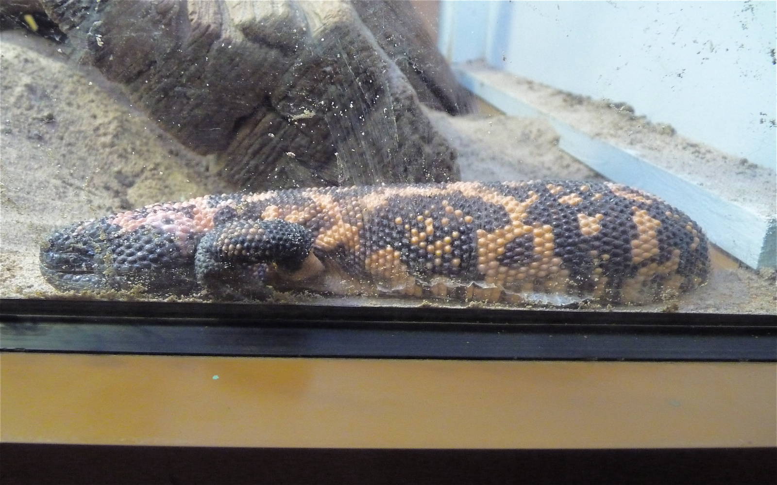 Cold Blooded Corner - Gila Monster