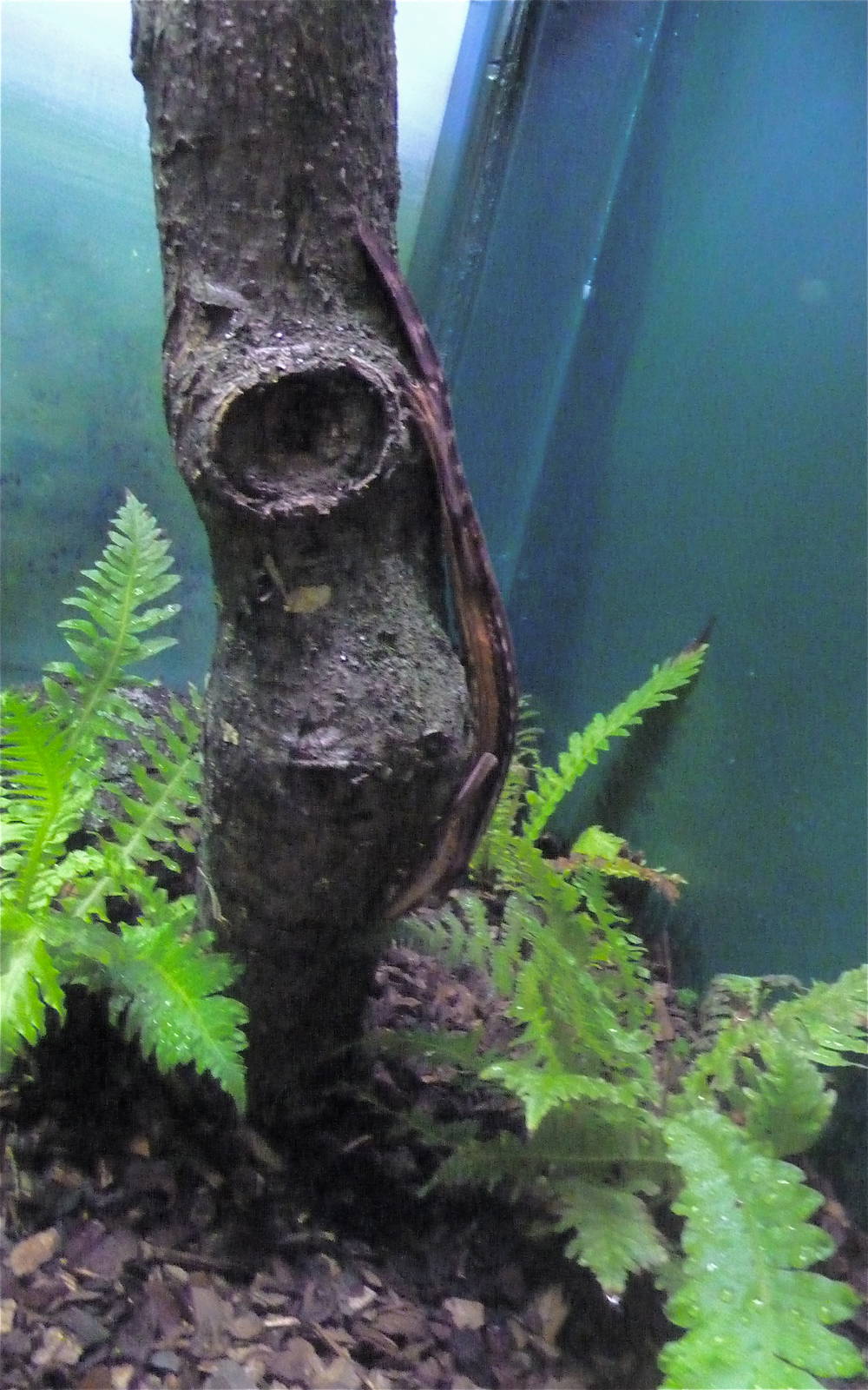 Cold Blooded Corner - Lined Flat-Tail Gecko