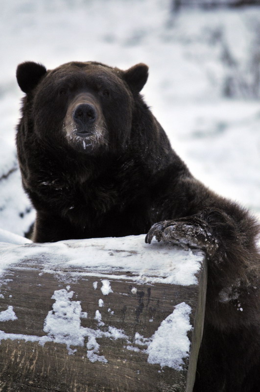 Cold in the zoo - Brown bear