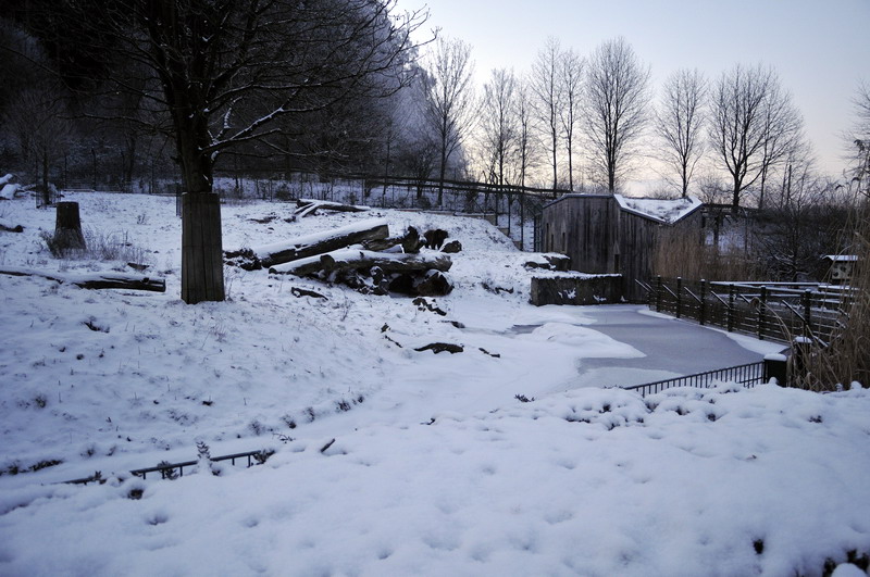 Cold in the zoo - Brownbear enclosure