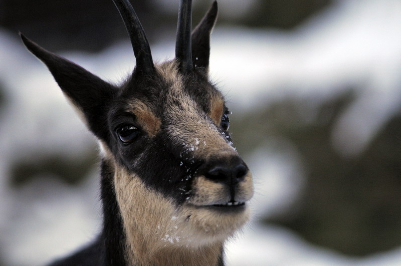 Cold in the zoo - Chamois