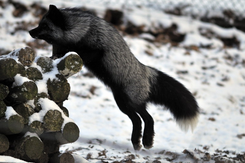 Cold in the zoo - Fox