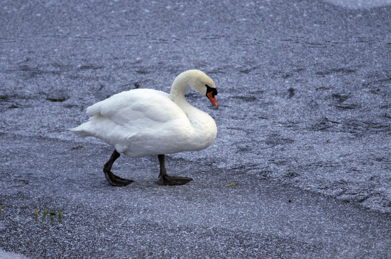 Cold in the zoo - Swan