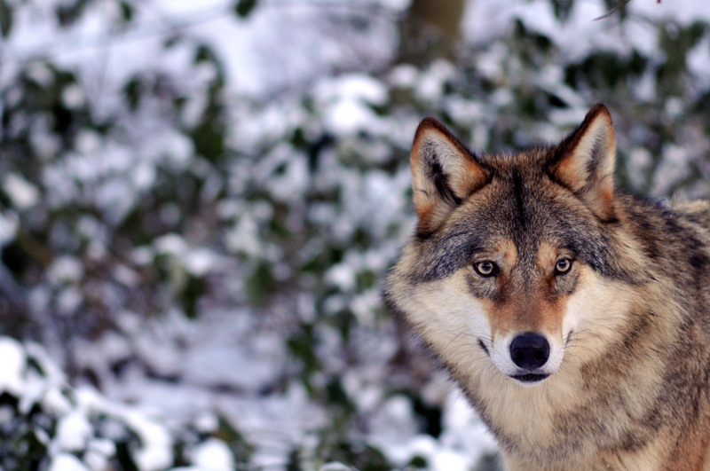 Cold in the zoo - Wolf