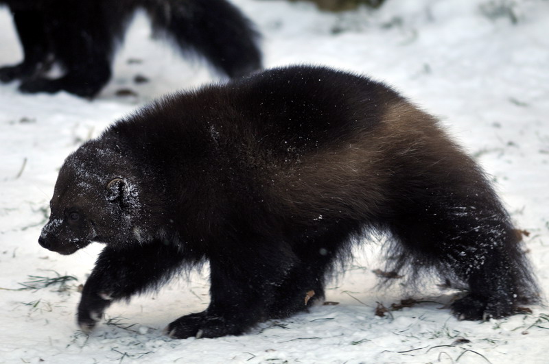 Cold in the zoo - Wolverine