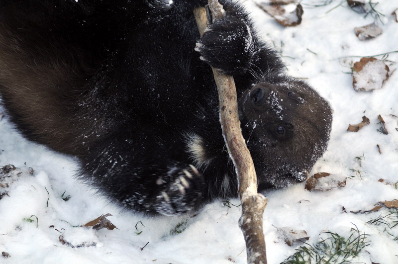 Cold in the zoo - Wolverine