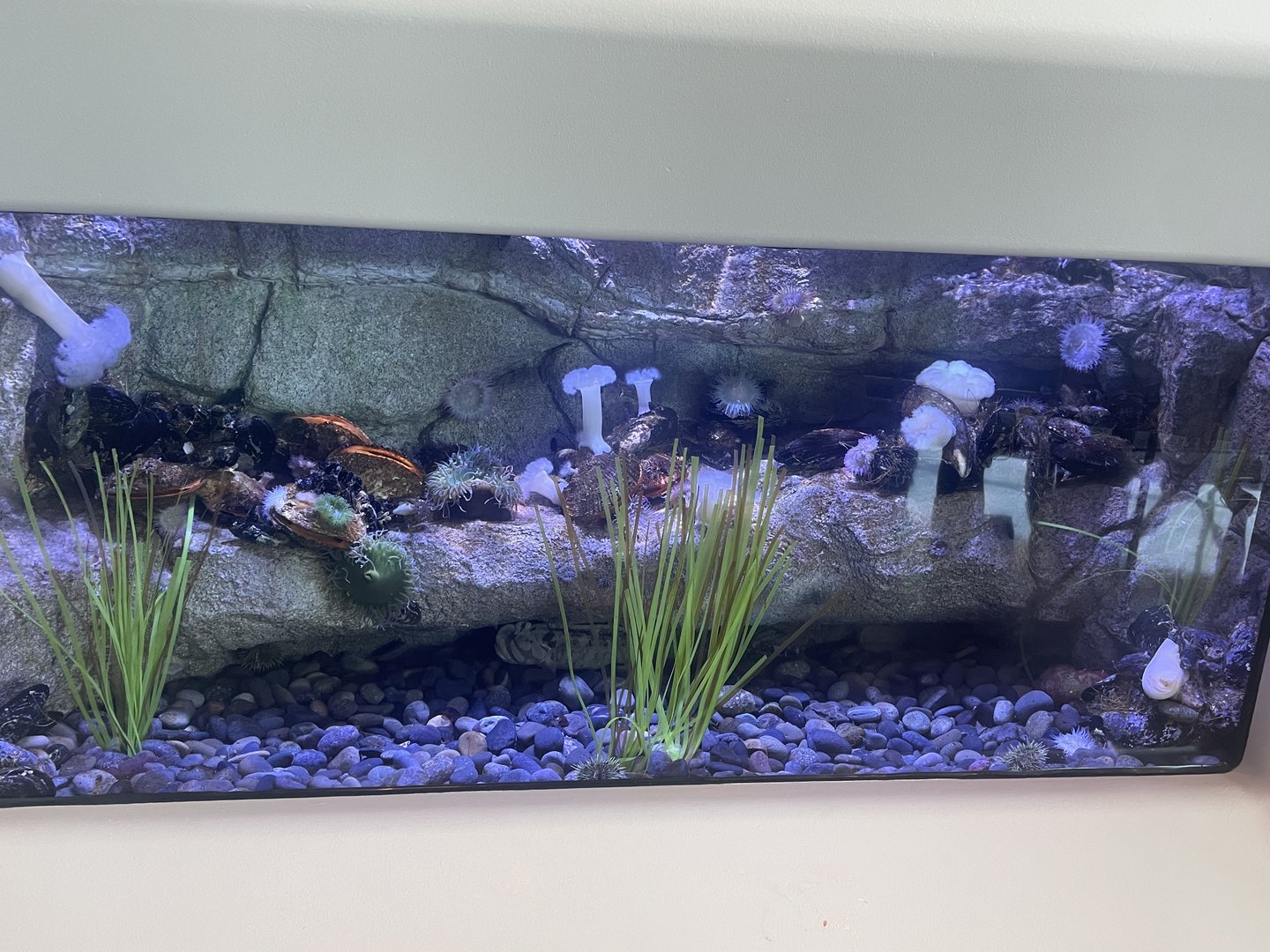 Cold Ocean Floor Tank