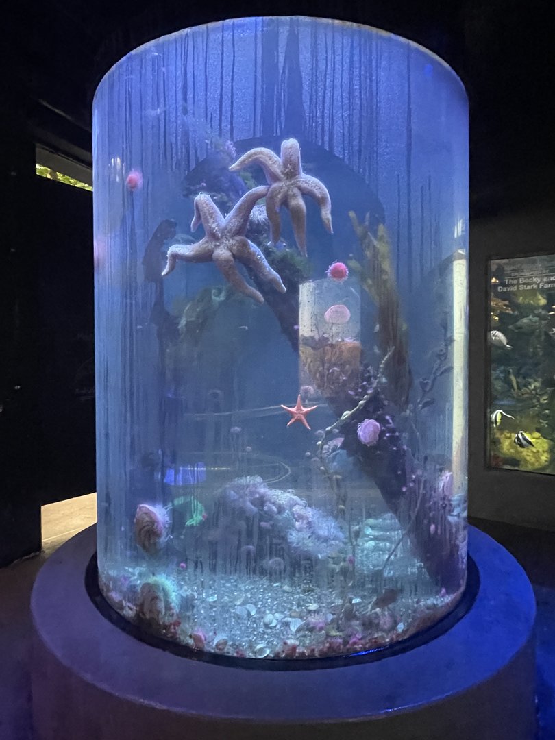 Cold Saltwater Tank