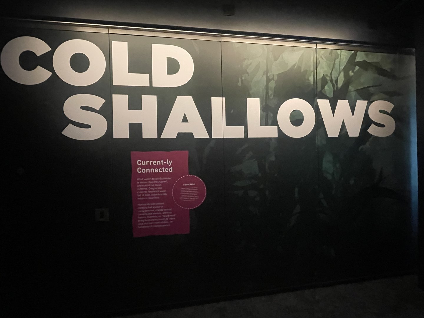 Cold Shallows Artwork