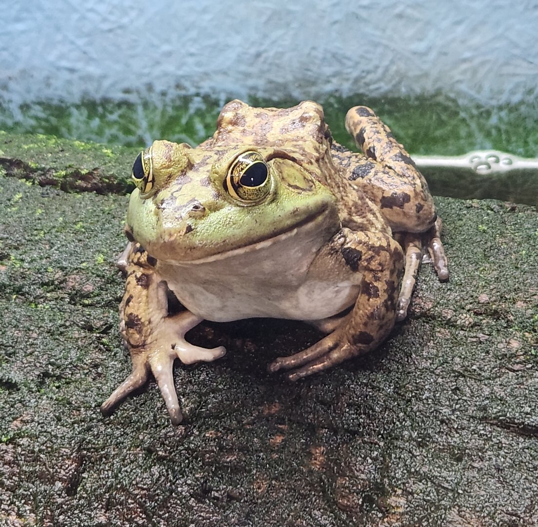 Cold Spring Harbor Fishery & Aquarium - American Bullfrog