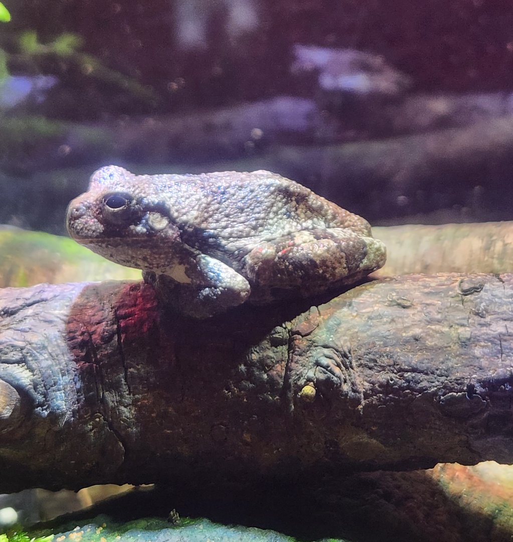 Cold Spring Harbor Fishery & Aquarium - American Gray Tree Frog