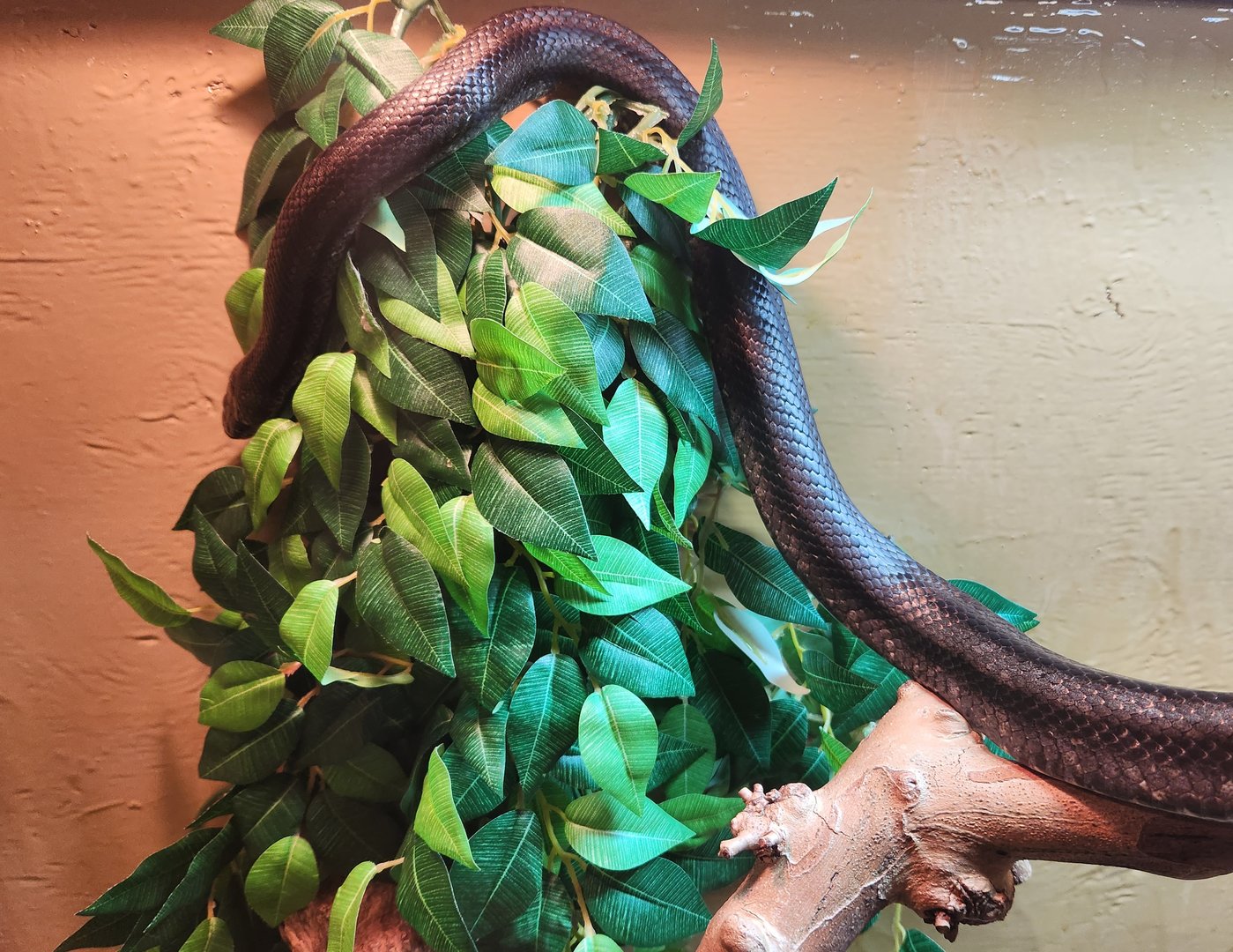 Cold Spring Harbor Fishery & Aquarium - Black Rat Snake