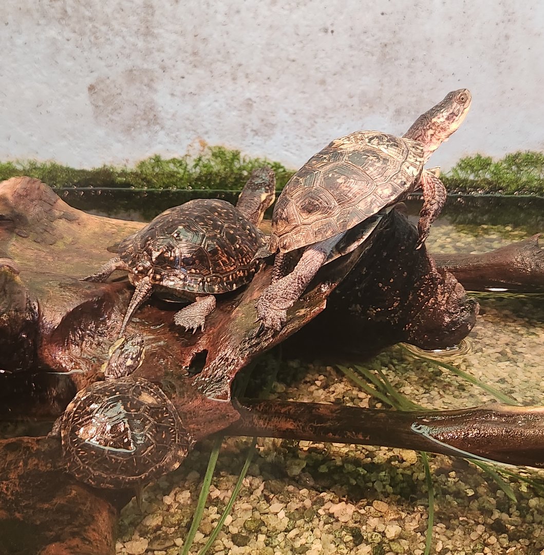 Cold Spring Harbor Fishery & Aquarium - Blanding's Turtle