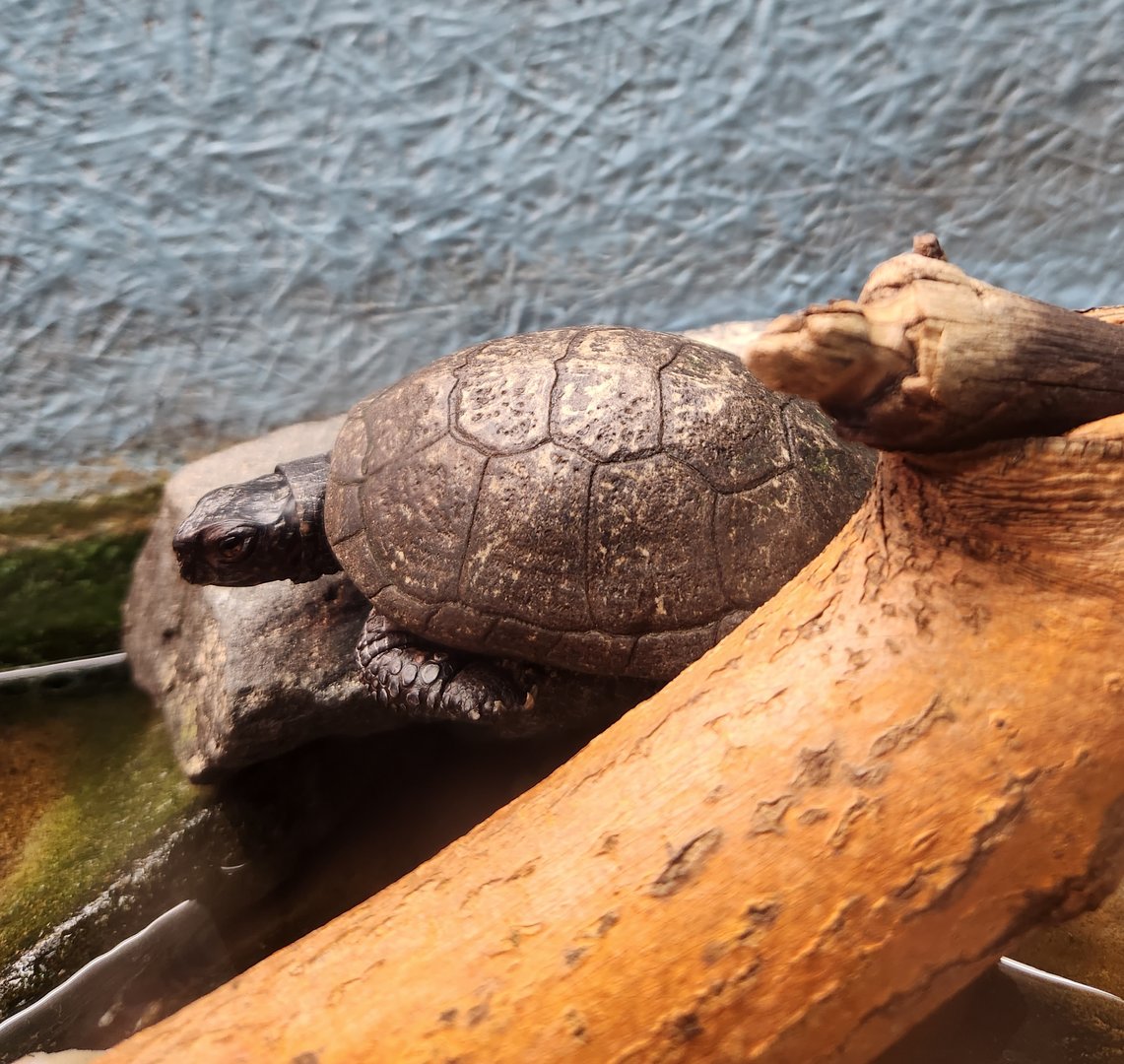 Cold Spring Harbor Fishery & Aquarium - Bog Turtle