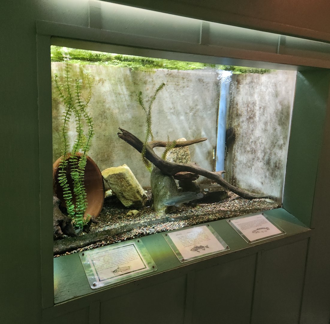 Cold Spring Harbor Fishery & Aquarium - Bowfin/Catfish exhibit