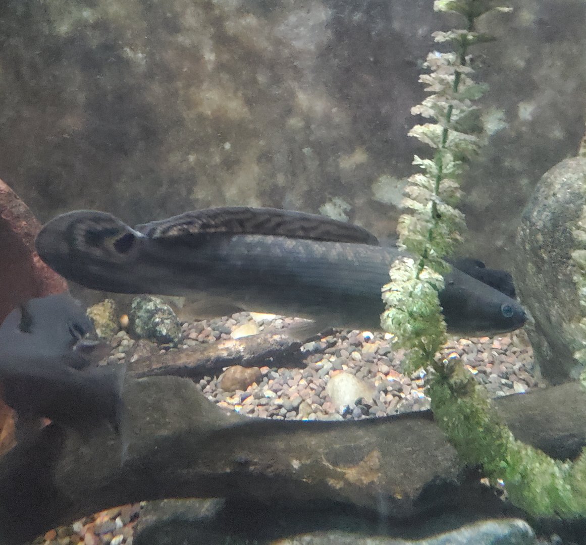 Cold Spring Harbor Fishery & Aquarium - Bowfin