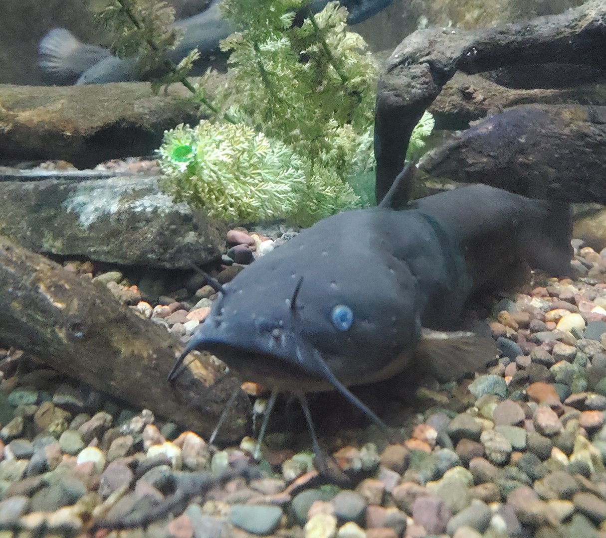 Cold Spring Harbor Fishery & Aquarium - Bullhead