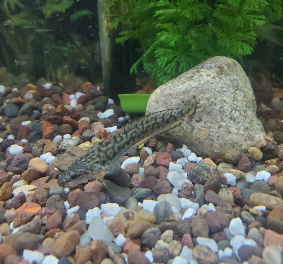 Cold Spring Harbor Fishery & Aquarium - Burbot