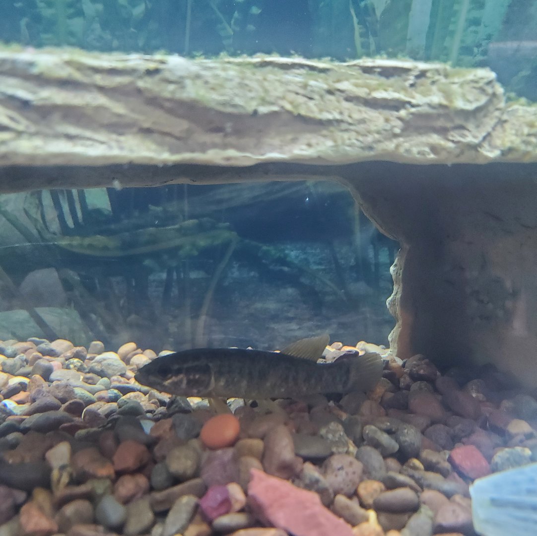 Cold Spring Harbor Fishery & Aquarium - Creek Chub