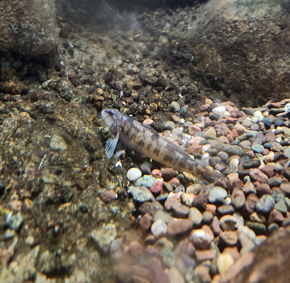 Cold Spring Harbor Fishery & Aquarium - Darter