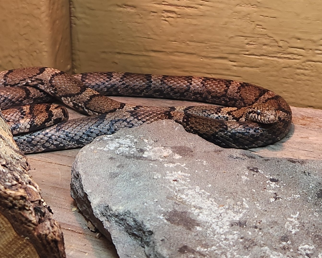 Cold Spring Harbor Fishery & Aquarium - Eastern Milk Snake