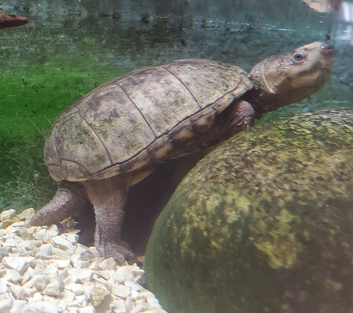 Cold Spring Harbor Fishery & Aquarium - Eastern Mud Turtle