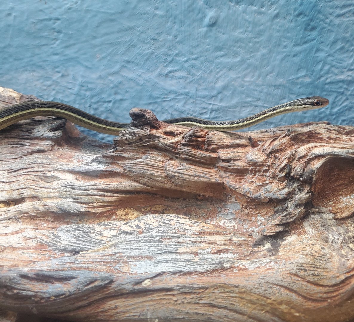 Cold Spring Harbor Fishery & Aquarium - Eastern Ribbon Snake